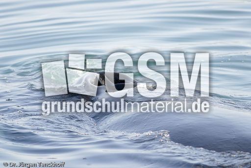 Buckelwal (37 von 57).jpg